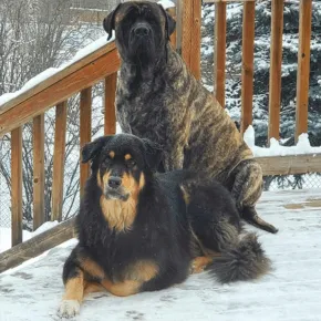 Image of Ludo the Mastiff with another dog