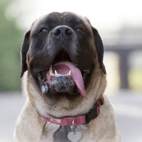 Image of Daisy the Mastiff 