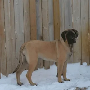 Image of Honey the Mastiff 