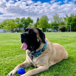 Image of Fergus the Mastiff