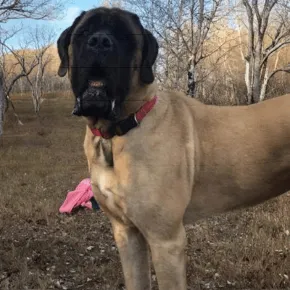 Image of Odee the Mastiff 