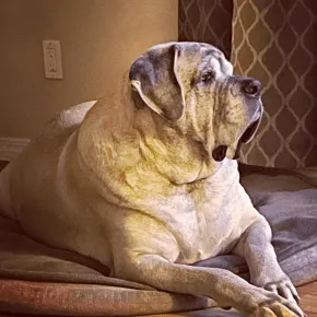 Image of Ripley the Mastiff 