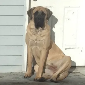 Image of Pearl the Mastiff 