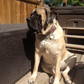 Image of Sophie the Mastiff 