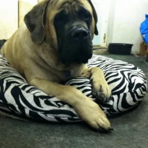 Image of Rider the Mastiff 