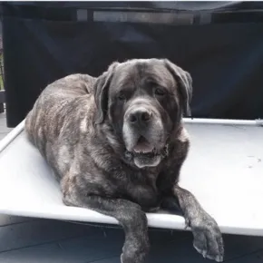 Image of Noah the Mastiff 