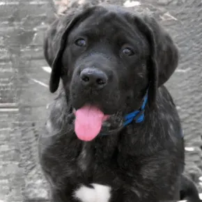 Image of Ace the Mastiff 