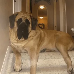 Image of Shaggy the Mastiff 