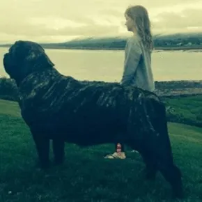 Image of Mya the Mastiff 