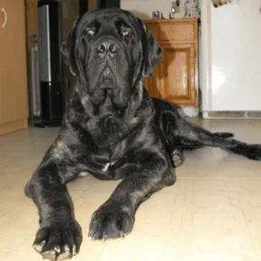 Image of Logan the Mastiff 