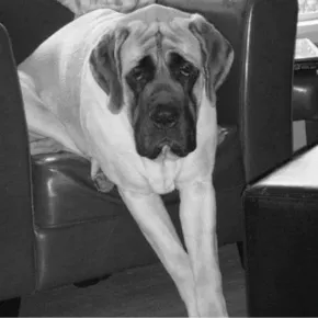 Image of Vedder the Mastiff 