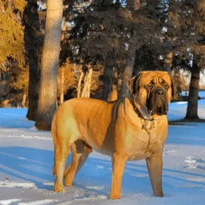 Image of Roman the Mastiff 