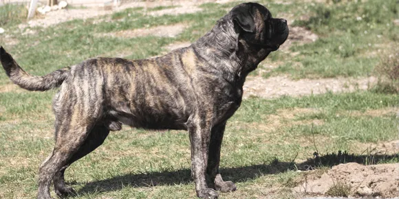 Image of Rocket Man the Mastiff