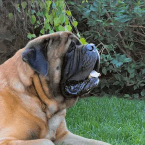 Image of Grady the Mastiff 