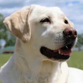 Image of POLAR the labrador