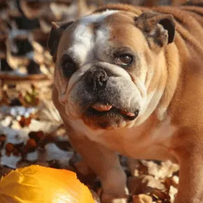 Image of Romi the Bulldog