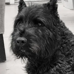 Image of Moira the Bouvier