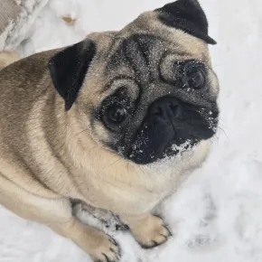 Image of Malibu the Pug