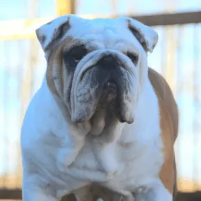 Image of Mowgli the Bulldog
