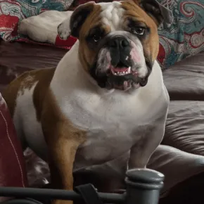 Photo of Milli the Bulldog