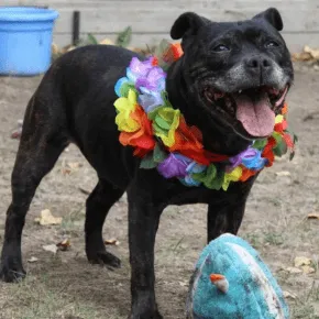 Image of Layla the Staffy