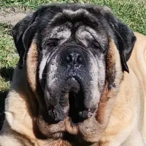 Image of Mac, Retired Masiff