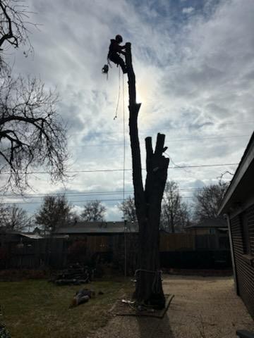 Denver Tree Removal