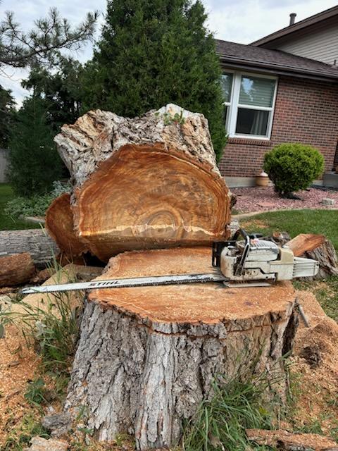 Denver Tree Removal