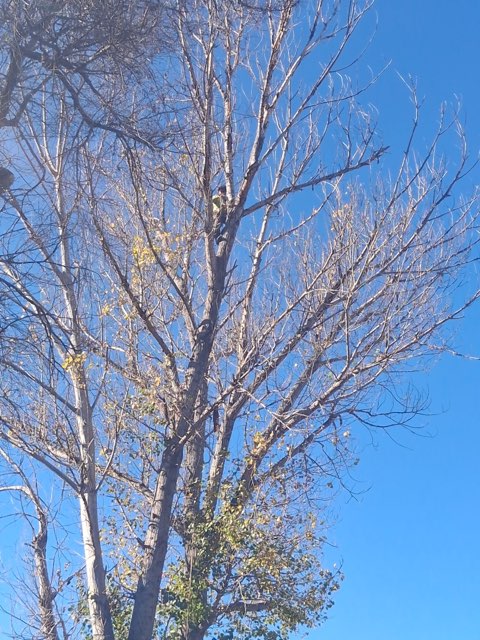 Tree Pruning