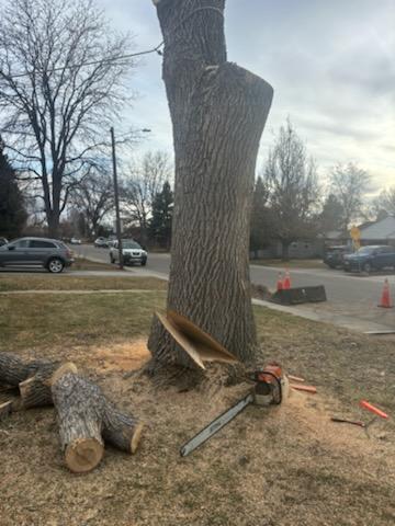  Tree Removal