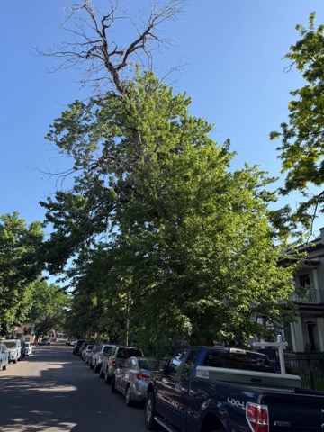 Denver Emergency Tree Removal