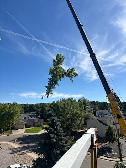 Denver Emergency Tree Removal