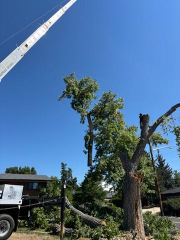 Denver Emergency Tree Removal