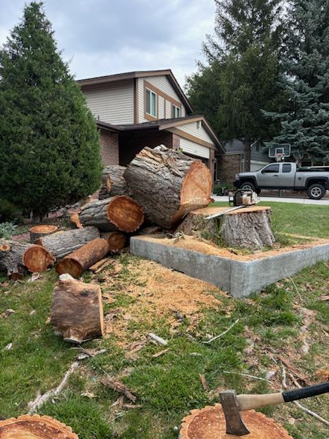  Tree Removal