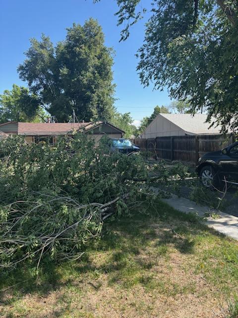 Denver Tree Pruning
