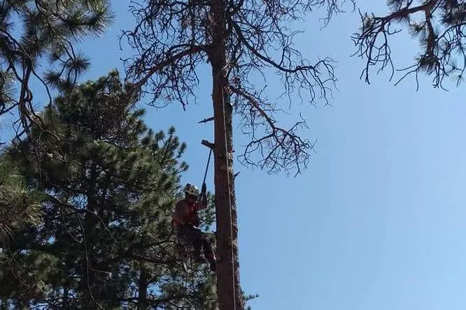 Tree Pruning in Denver