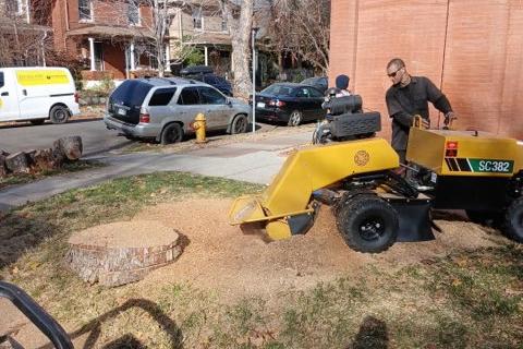Stump Grinding in Denver