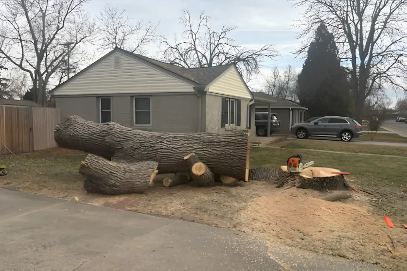 Tree Pruning in Denver