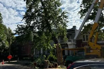 Stump Grinding in Denver