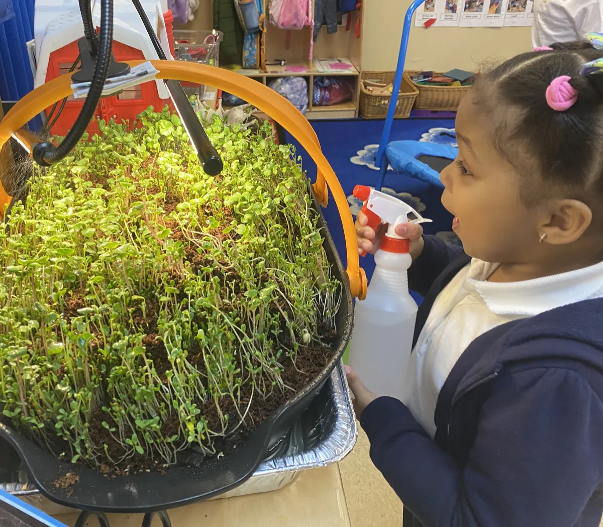 Young student misting a tray of microgreens growing under a classroom grow light