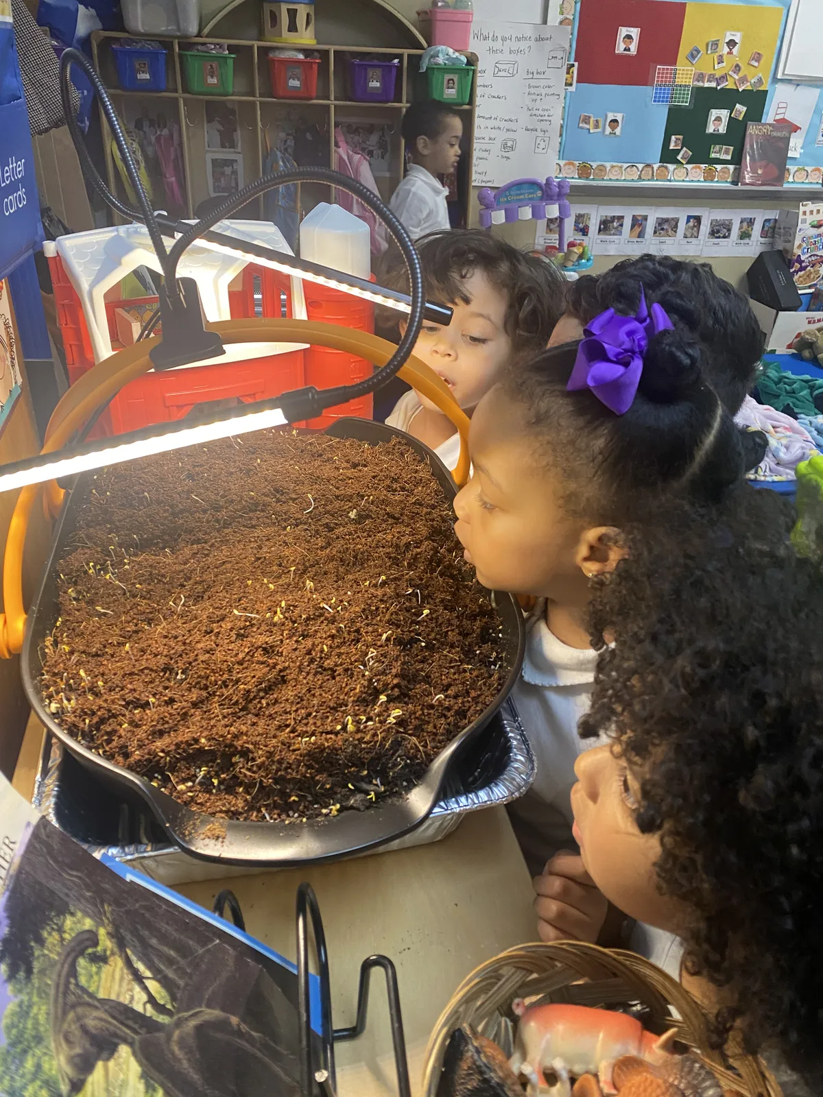 Pre-K students watching seeds sprout in a soil tray under a grow light
