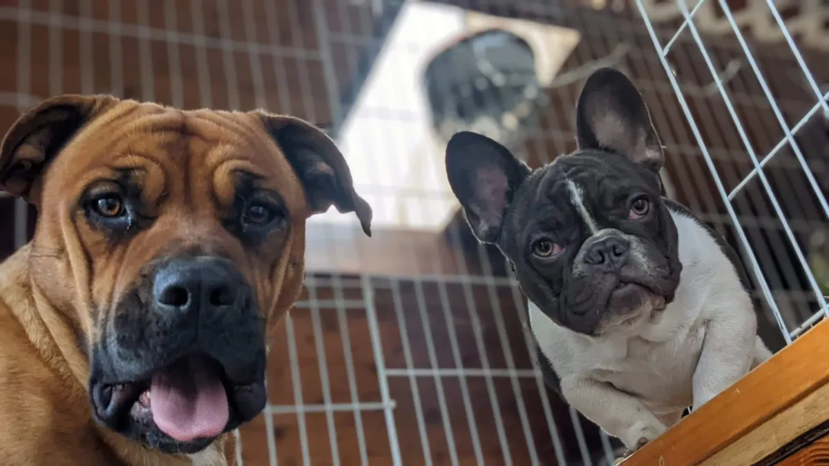Pet sitting Services in Placerville ca