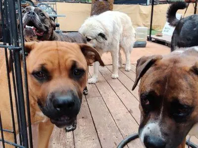 dog boarding near me dorado county