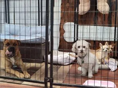 dog boarding el dorado county