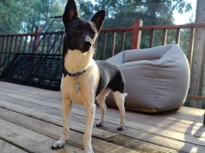 dog boarding near el dorado county