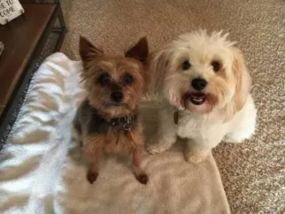 dog boarding placerville ca 