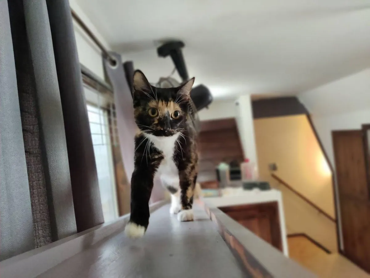 Cat Boarding facility in Placerville CA