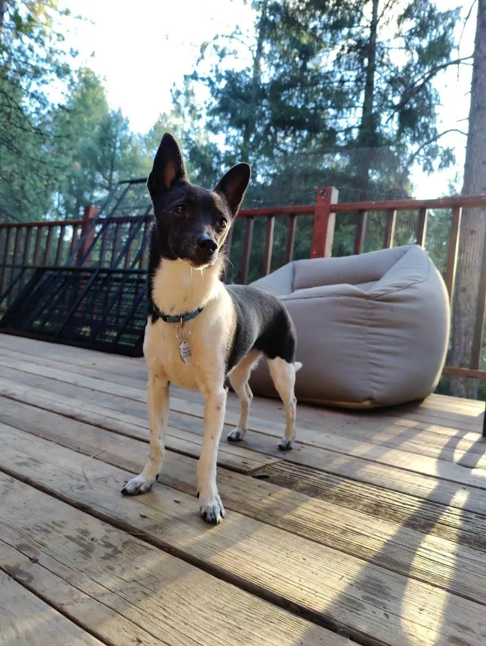 Pet taxi in Placerville California