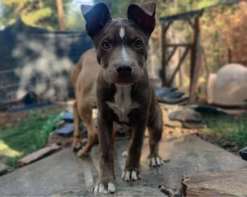 Dog boarding near me