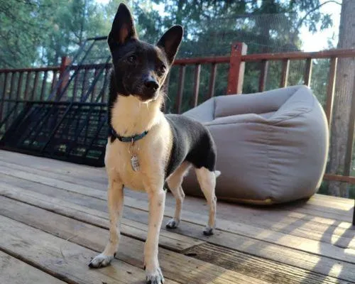 Doggy Daycare In Placerville
